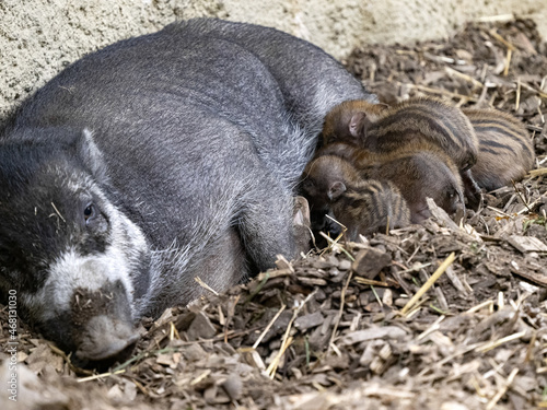 Female Visayan warty pig, Sus cebifrons negrinus, with newborn pups