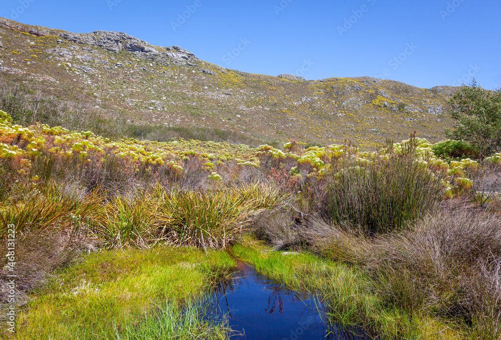Fynbos in Table Mountain National Park