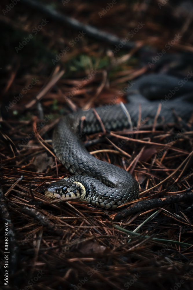 grass snake on the ground vertical photo grass snake on the ground vertical photo