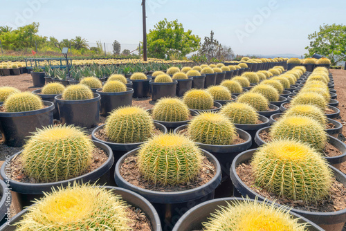 Large gymnocalycium catuses in a pail type black pots photo