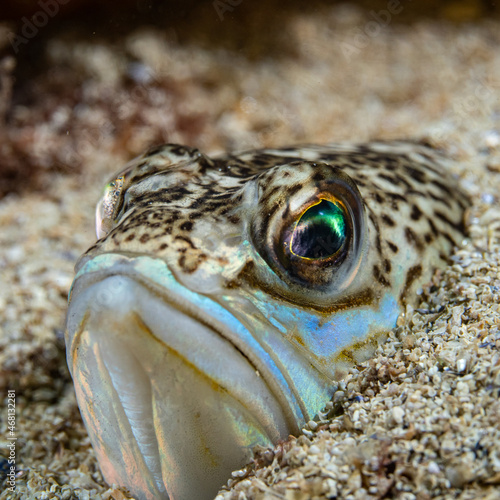 Greater weever (Trachinus draco) on sandy sea floor
