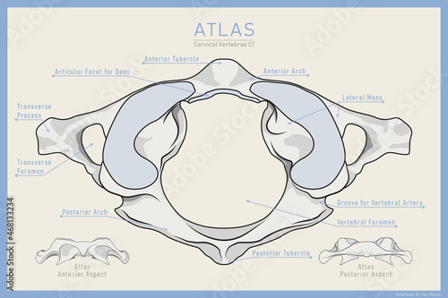 Shown Here is the First Cervical Vertebra. Atlas C1. Anterior, Posterior and Top View. Illustration for Education. Anatomy on English