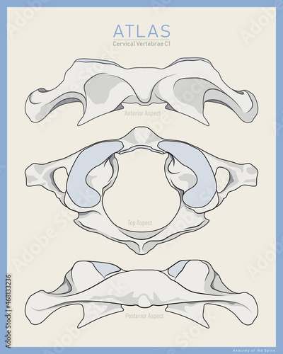 Shown Here is the First Cervical Vertebra. Atlas C1. Anterior, Posterior and Top View. Illustration for Education. Anatomy on English