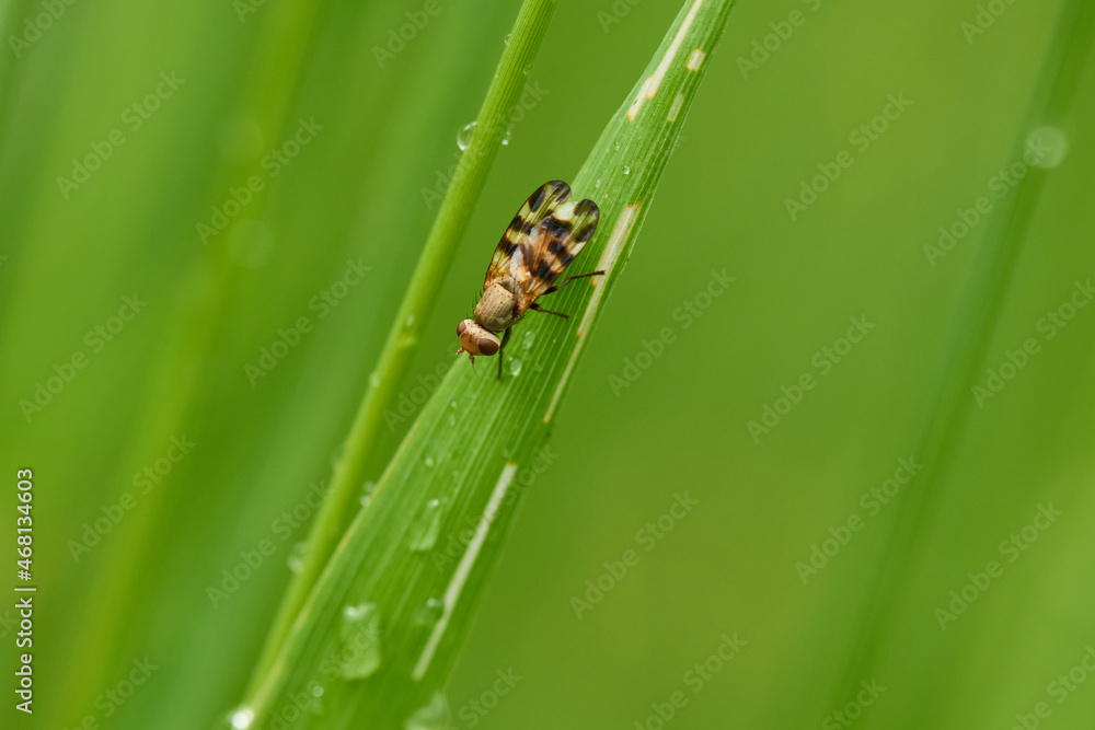Fototapeta premium Melieria omissa, Schmuckfliege
