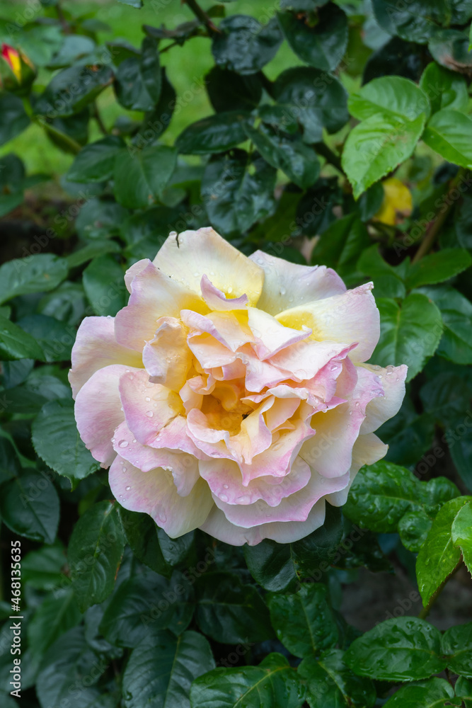 Detail of a beautiful pink rose with raindrops isolated from the background Detail of a beautiful pink rose with raindrops isolated from the background