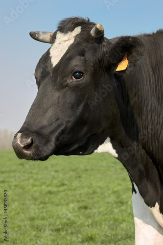 Portrait of a black white cow