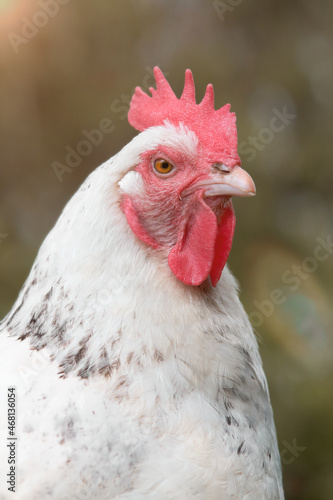 Portrait of a white chicken