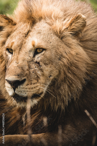 closetup portrait of a male lion  Africa Tanzania
