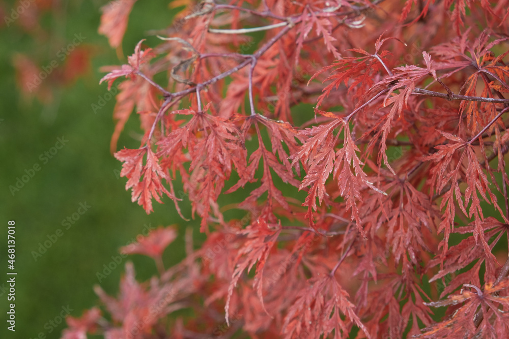 Japanese maple red leaves in autumn with green background. Acer palmatum dissectum Japanese maple red leaves in autumn with green background. Acer palmatum dissectum