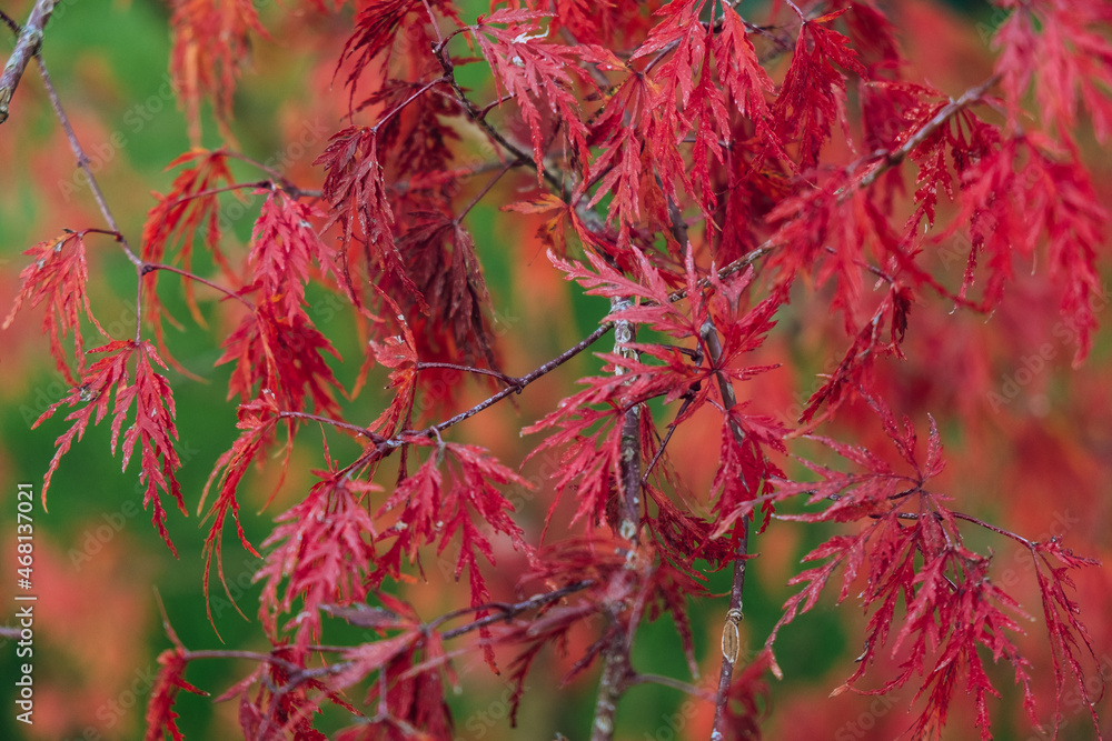 Japanese maple red leaves in autumn with green background. Acer palmatum dissectum Japanese maple red leaves in autumn with green background. Acer palmatum dissectum