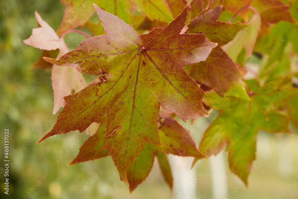 Sweet gum tree autumn colorful leaves close up Sweet gum tree autumn colorful leaves close up