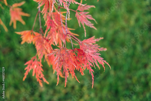 Japanese maple red leaves in autumn with green background. Acer palmatum dissectum