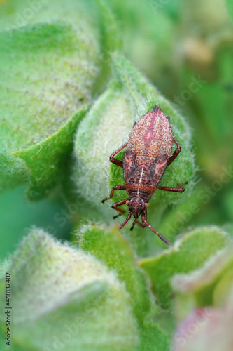 Vertical closeup on a nymph of a rhopalid bug , Rhopalus subrufus, on a gre photo