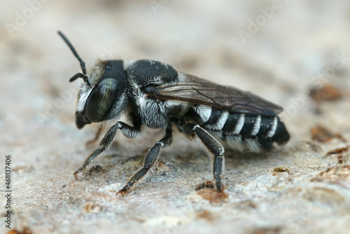 A small black and white leafcutter bee , Megachile apicalis, photo