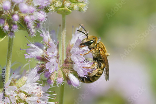 Closeup on a female Golden furrow bee, Halictus subauratus sipping nectar photo