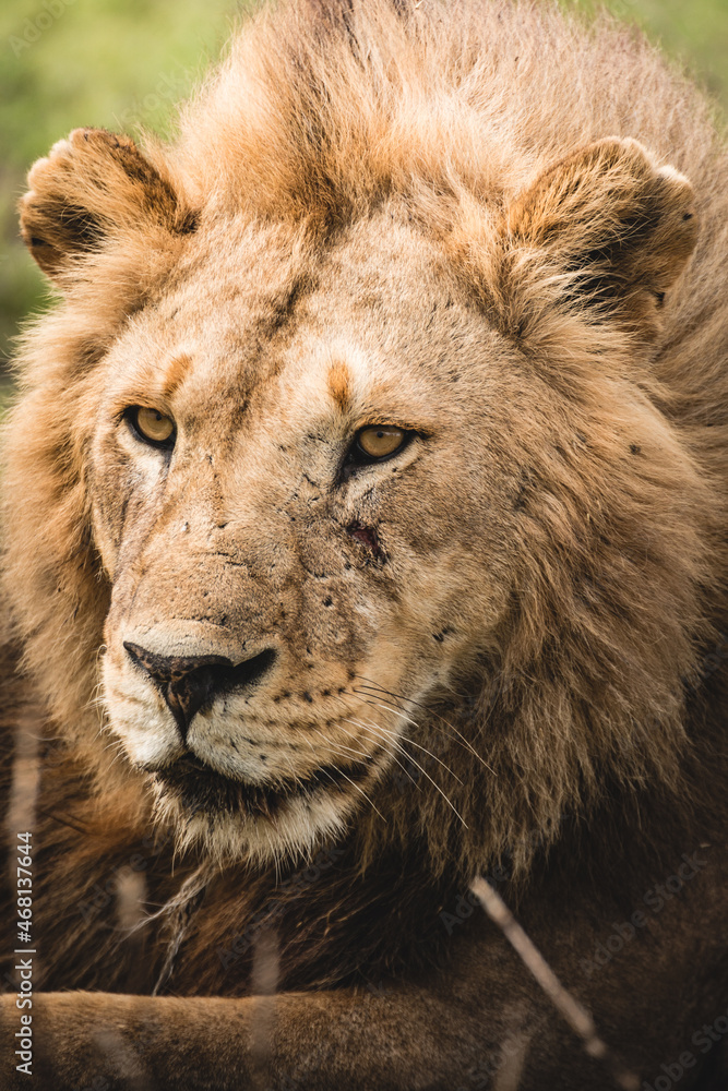 closetup portrait of a male lion, Africa Tanzania closetup portrait of a male lion, Africa Tanzania