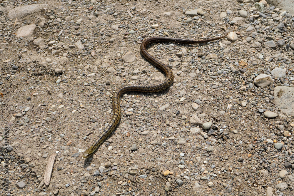 シマヘビ Japanese striped snake
Elaphe quadrivirgata
シマヘビ Japanese striped snake
Elaphe quadrivirgata