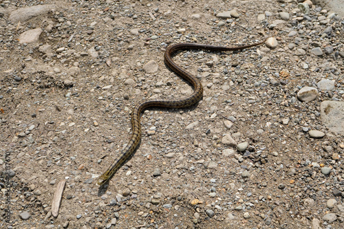 シマヘビ Japanese striped snake Elaphe quadrivirgata