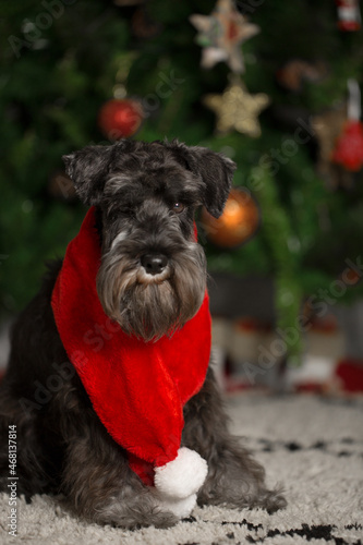 Schnauzer portrait