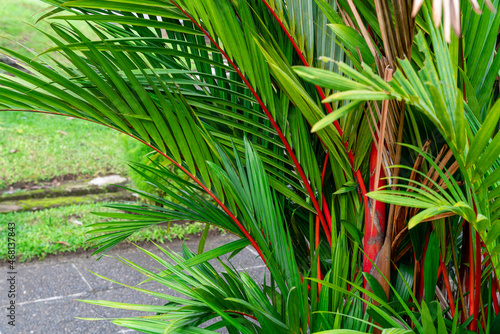 Cyrtostachys renda, also known by the common names red sealing wax palm and lipstick palm, is a palm that is native to Thailand, Malaysia, Sumatra and Borneo in Indonesia. photo