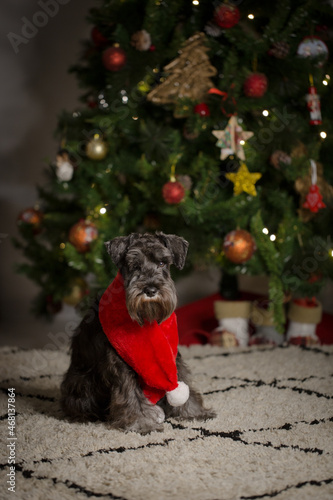 Schnauzer with red scarf