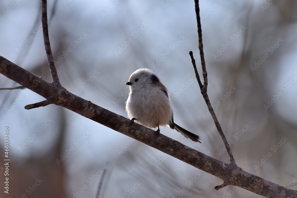 シマエナガ Aegithalos caudatus caudatus
Long-tailed tit シマエナガ Aegithalos caudatus caudatus
Long-tailed tit