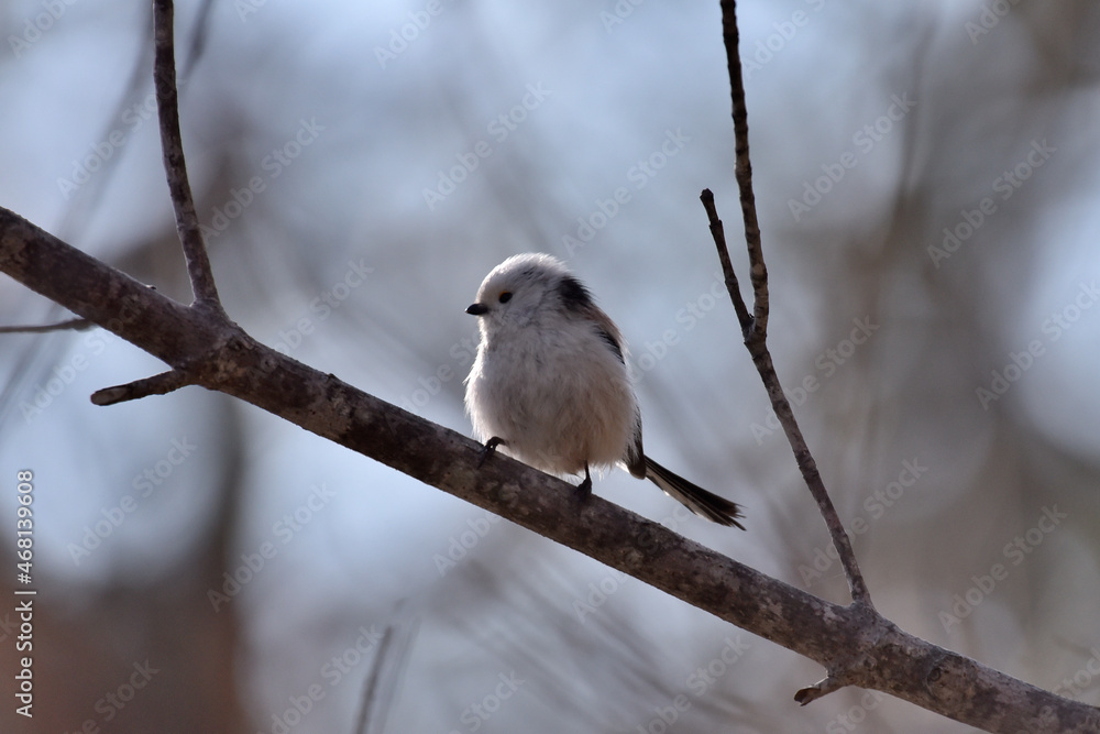 シマエナガ　Aegithalos caudatus caudatus
Long-tailed tit