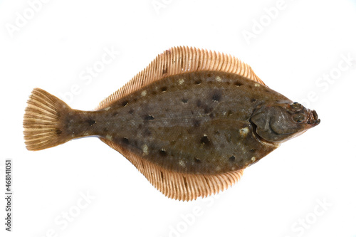 Tableau sur toile Yellow striped flounder