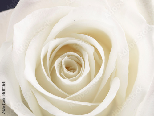 macro photography of a white rose bud