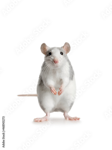Gray little rat standing on his hind legs over white
