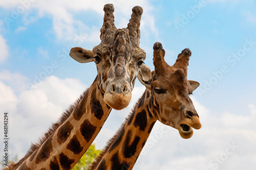 Portrait of a couple of giraffes on blue sky background