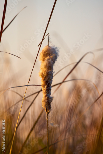 a thread of rushes in the light of the sunset