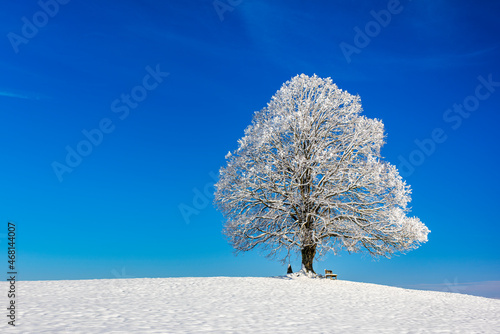Foto single big lime tree in winter with frost