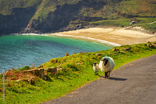 A sheep and lamb walking at the beach in County Mayo. Ireland