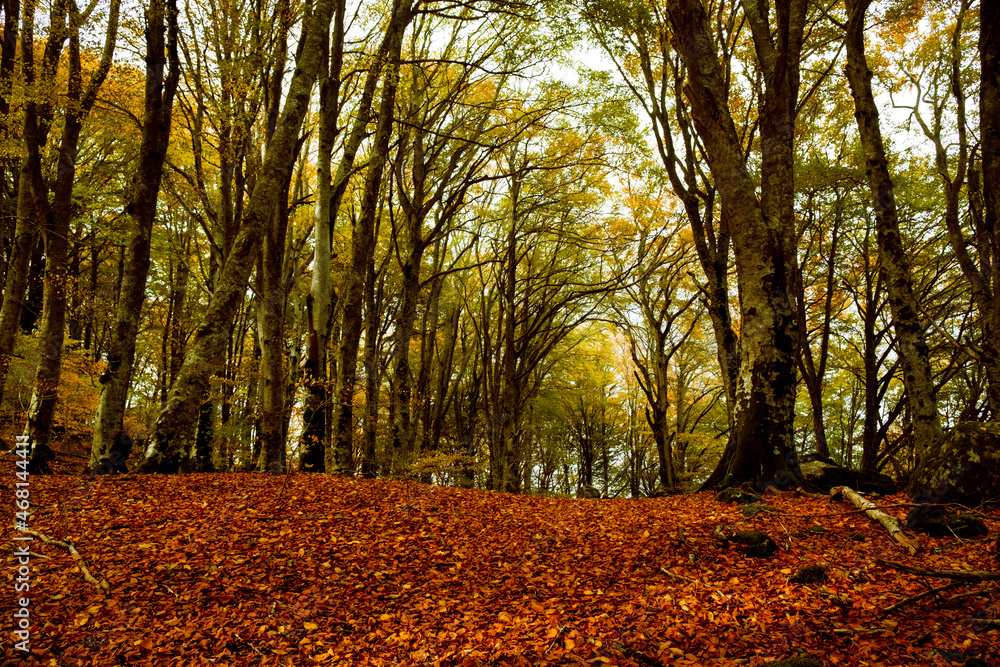 Autumnal forest. Autumn Trees and Leaves. Fall Autumnal forest. Autumn Trees and Leaves. Fall
