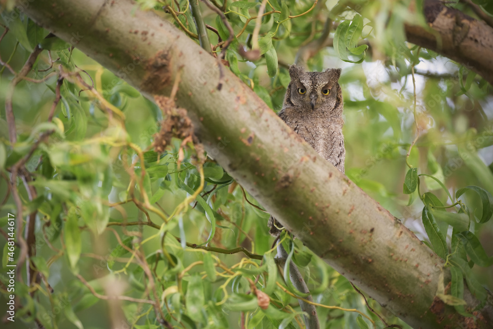 Eurasian scops owl juvenile perched on a willow branch Eurasian scops owl juvenile perched on a willow branch