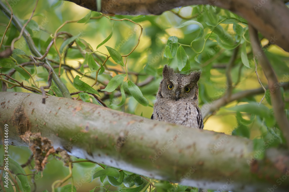 Eurasian scops owl juvenile perched on a willow branch