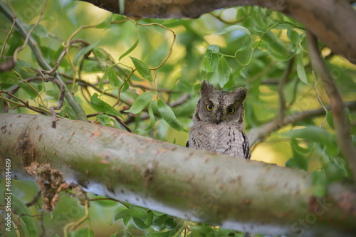 Eurasian scops owl juvenile perched on a willow branch © PetrDolejsek