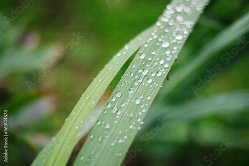 Raindrops or dew on thin green leaves. Beauty is in nature. Light is refracted through the droplets.