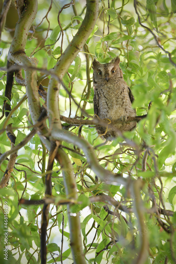 Eurasian scops owl juvenile perched on a willow branch Eurasian scops owl juvenile perched on a willow branch