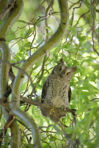 Eurasian scops owl juvenile perched on a willow branch
