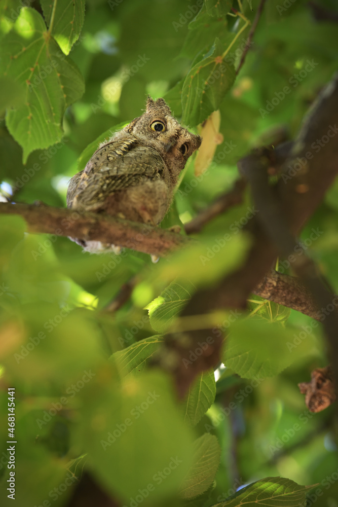 Eurasian scops owl juvenile perched on a lindenbranch Eurasian scops owl juvenile perched on a lindenbranch