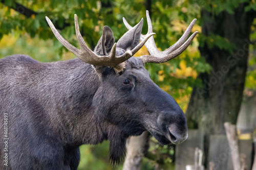 bull moose in park 