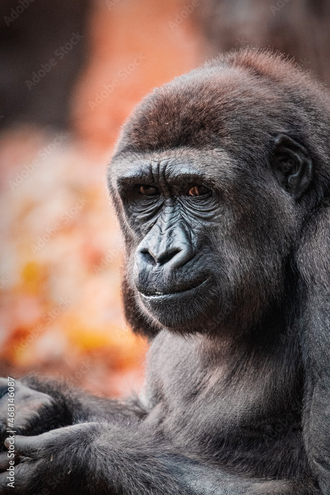 portrait of a gorilla portrait of a gorilla