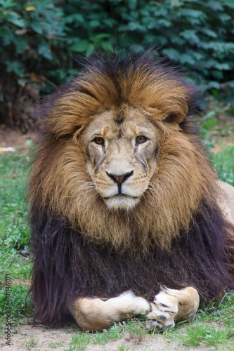 portrait of a lion