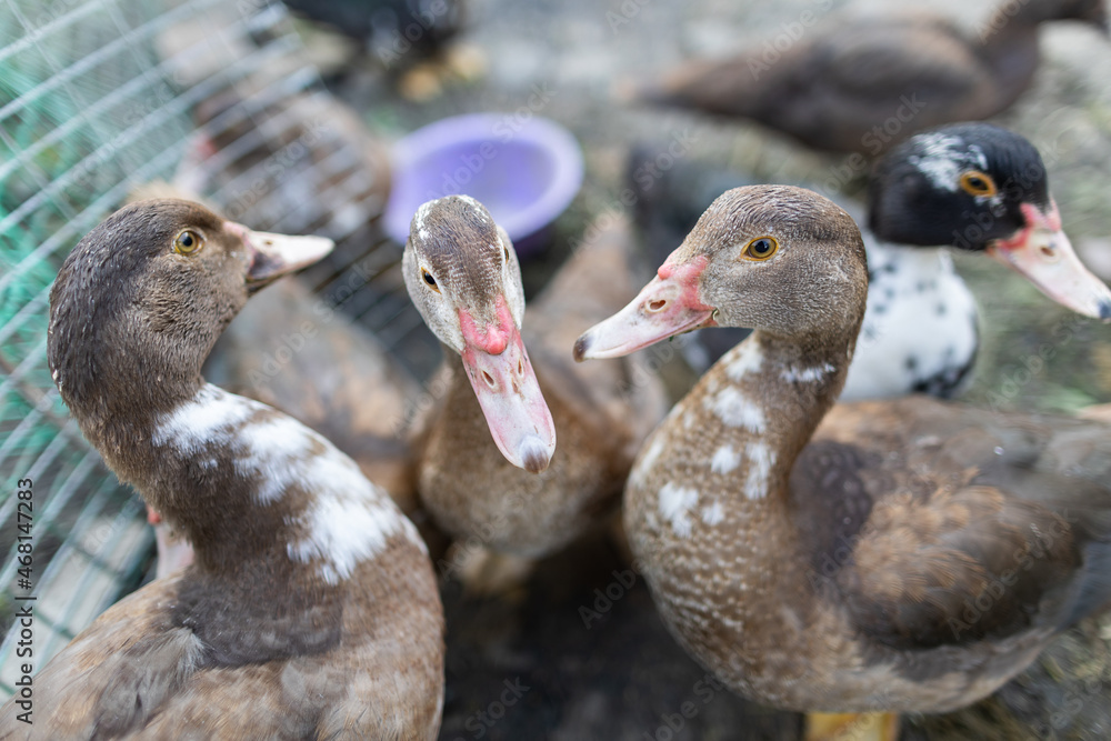Ducks in a pen Ducks in a pen