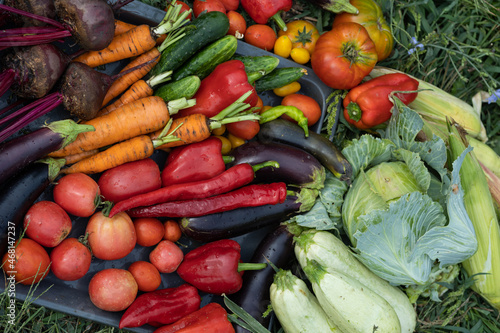 Fototapeta Naklejka Na Ścianę i Meble -  Harvest of vegetables