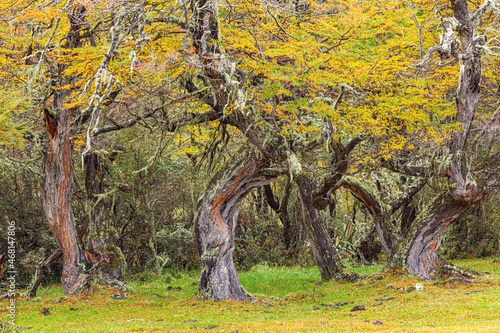 Forest in Patagonia with crooked and irregularly shaped Lenga (nothofagus) trees in autumn colors photo