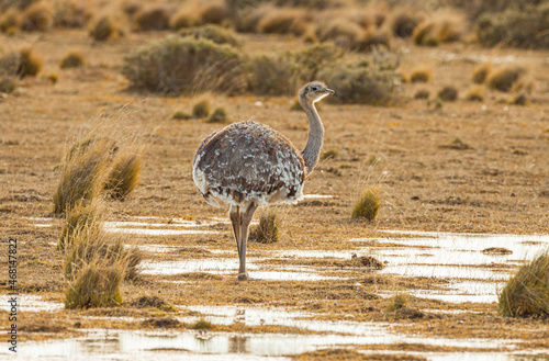 Darwin's Rhea (Rhea pennata) on brown winter pampas with water puddle in Patagonia, southern Chile photo