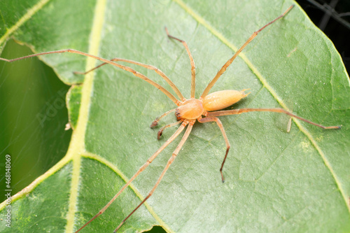 Male yellow sac spider, Cheiracanthium inclusum, Satara, Maharashtra, India photo
